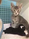 adoptable Cat in land o lakes, FL named Emily & Frank