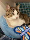 adoptable Cat in land o lakes, FL named Benny