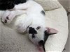 adoptable Cat in land o lakes, FL named Domino