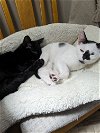 adoptable Cat in land o lakes, FL named Domino and Jinx