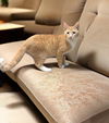 adoptable Cat in Land O Lakes, FL named Garcia