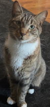 adoptable Cat in Land O Lakes, FL named Hoover