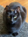 adoptable Cat in Land O Lakes, FL named Ichabod