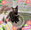 adoptable Cat in  named Zoe