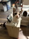 adoptable Cat in Land O Lakes, FL named Trista
