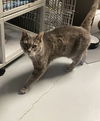 adoptable Cat in Land O Lakes, FL named Teller