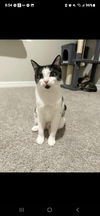adoptable Cat in Land O Lakes, FL named Reba