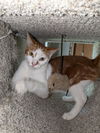 adoptable Cat in , FL named Bobby
