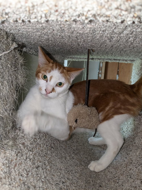 BOBBY - Domestic Short Hair available for adoption