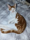 Bobby - Photo 3