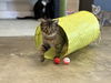 adoptable Cat in  named Dinky
