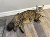 adoptable Cat in  named Squirrel