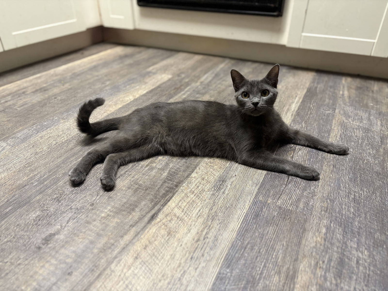 adoptable Cat in Land O Lakes, FL named Cheese Whiz