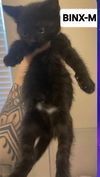 adoptable Cat in , FL named Binx