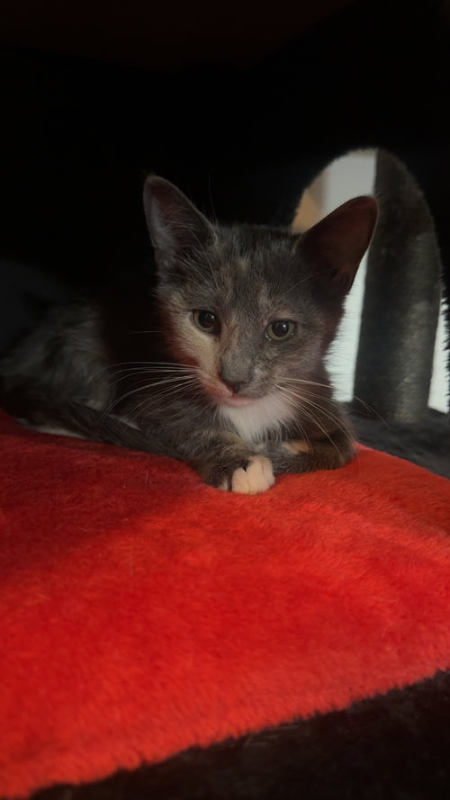 picture of the cat needing adoption