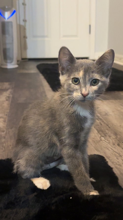picture of the cat needing adoption