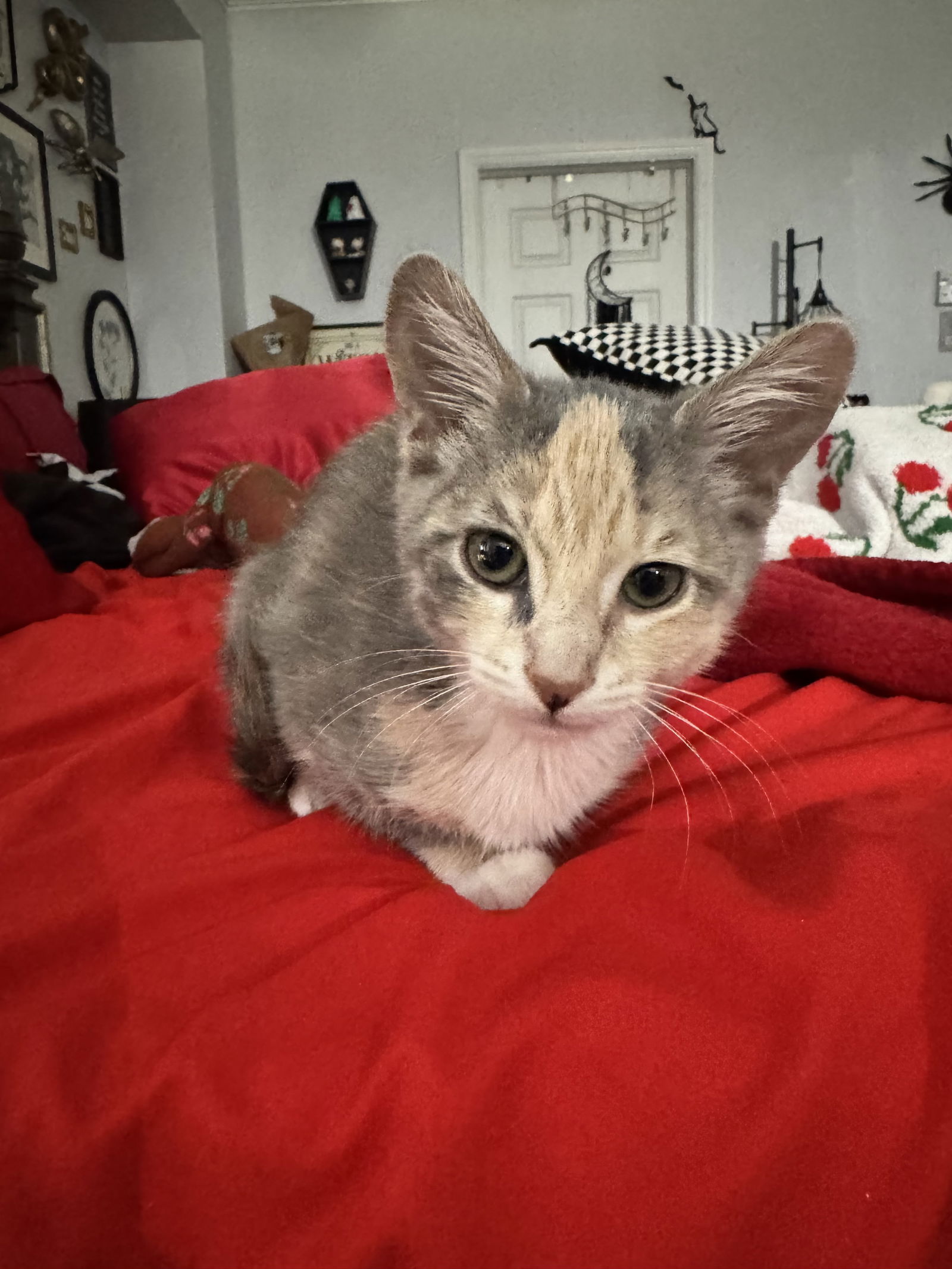 adoptable Cat in Land O Lakes, FL named Pancake