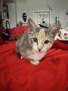 adoptable Cat in  named Pancake