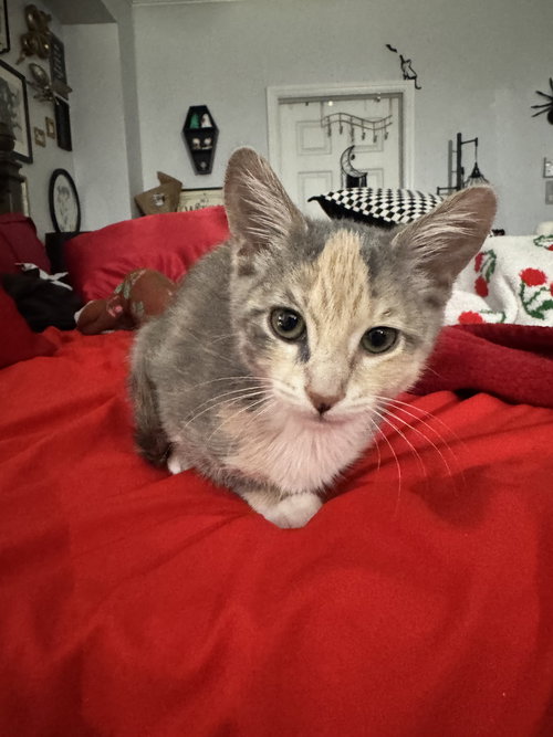 picture of the cat needing adoption