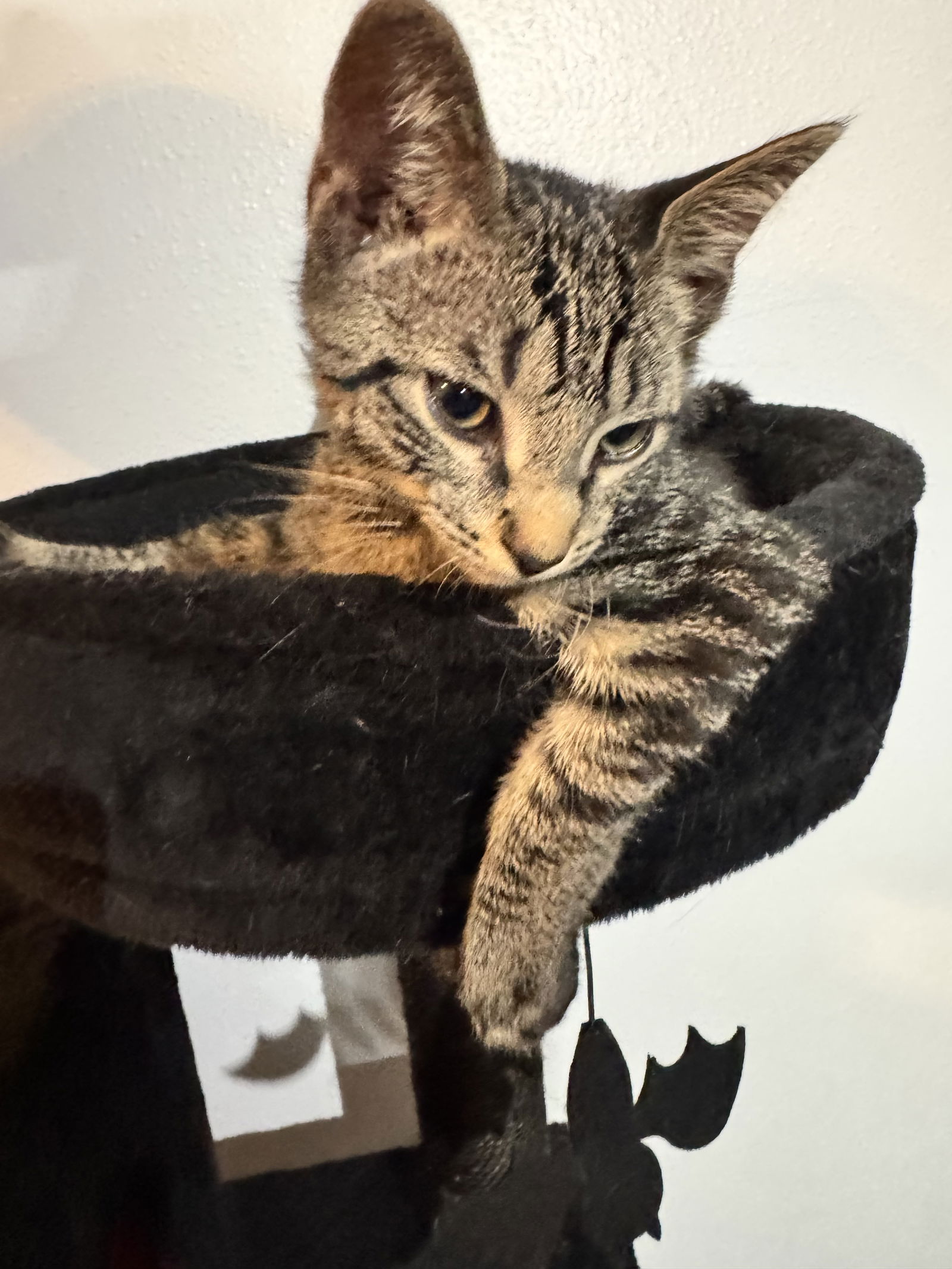 adoptable Cat in Land O Lakes, FL named Biscuit