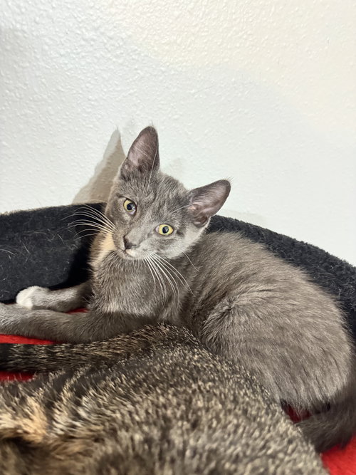 picture of the cat needing adoption
