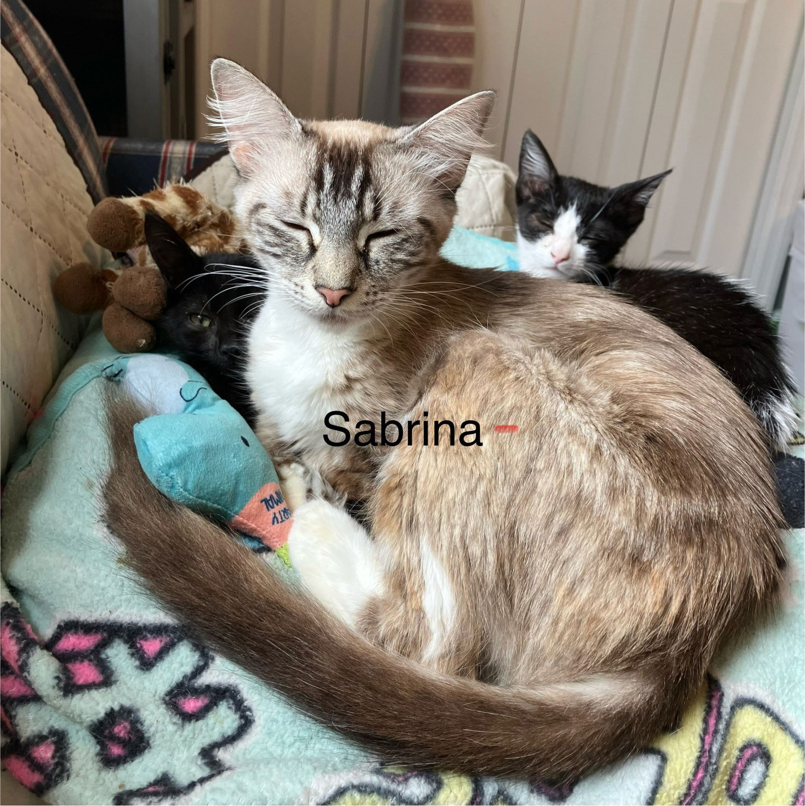 adoptable Cat in Land O Lakes, FL named Sabrina