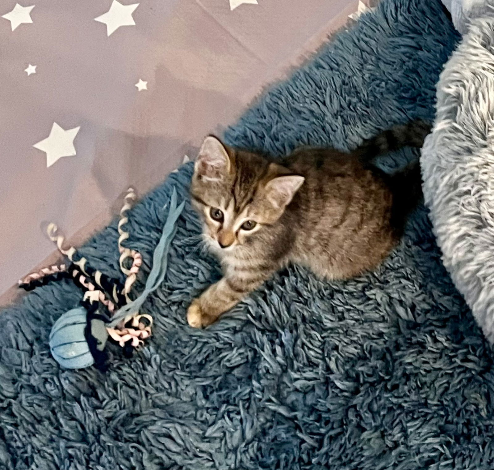 adoptable Cat in Land O Lakes, FL named Aimee