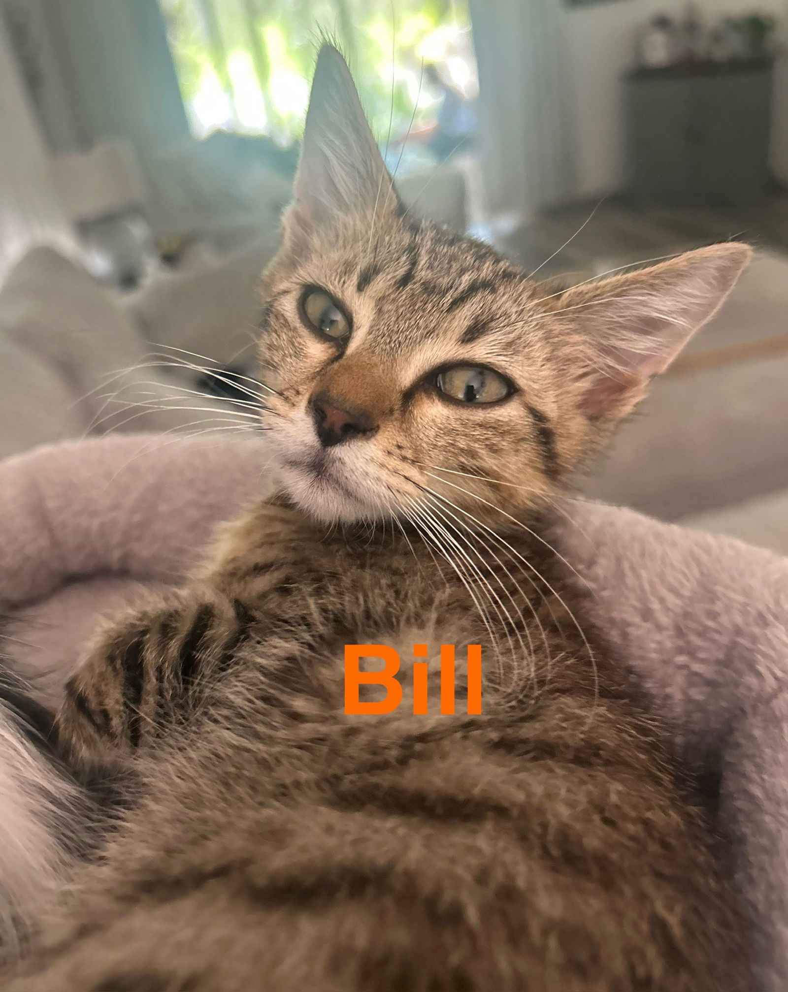 adoptable Cat in Land O Lakes, FL named Bill