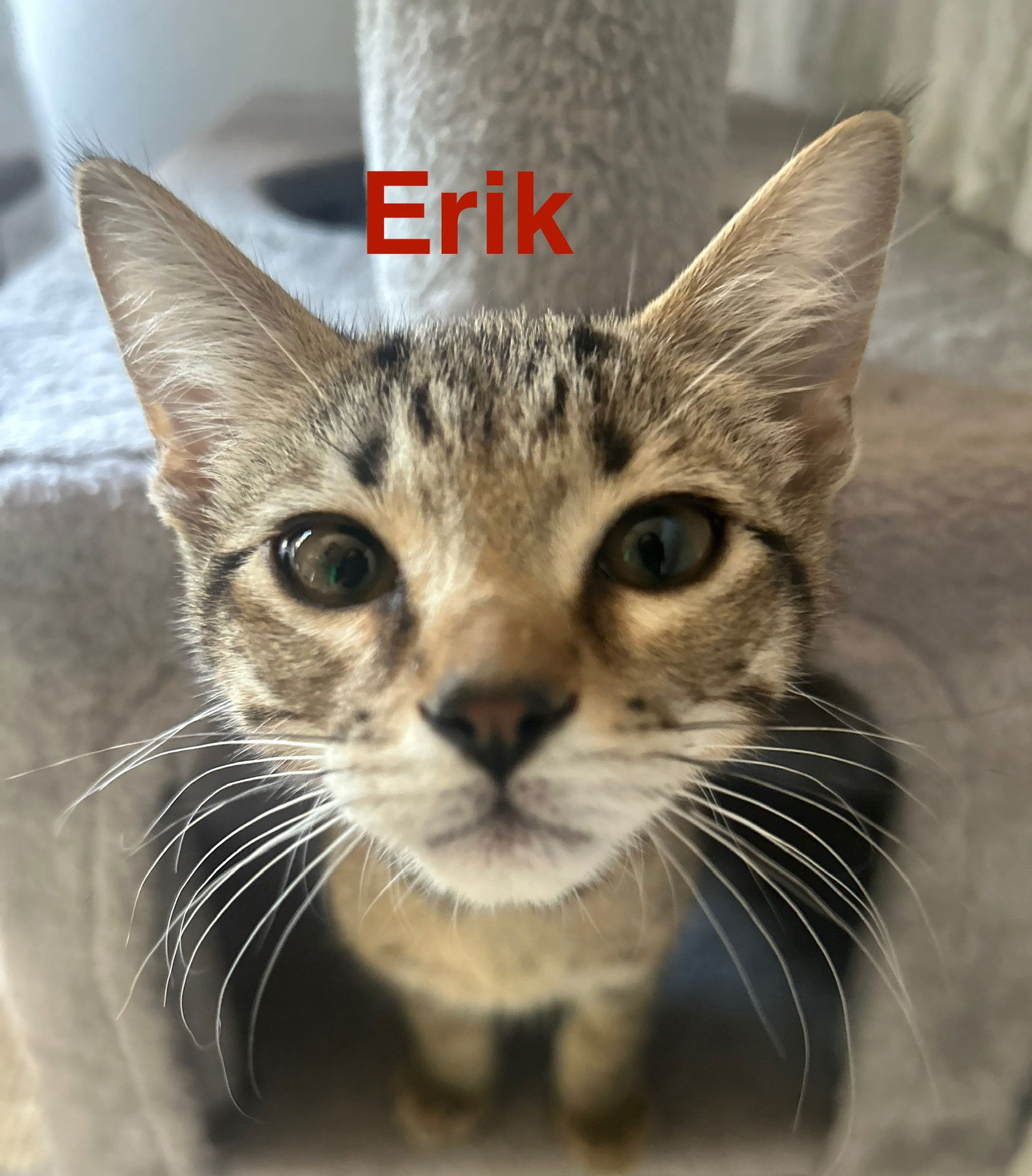 adoptable Cat in Land O Lakes, FL named Erik