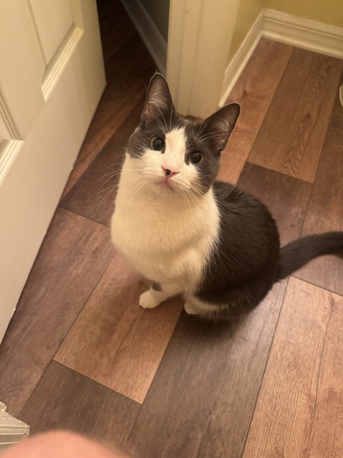 CARL - Domestic Short Hair available for adoption