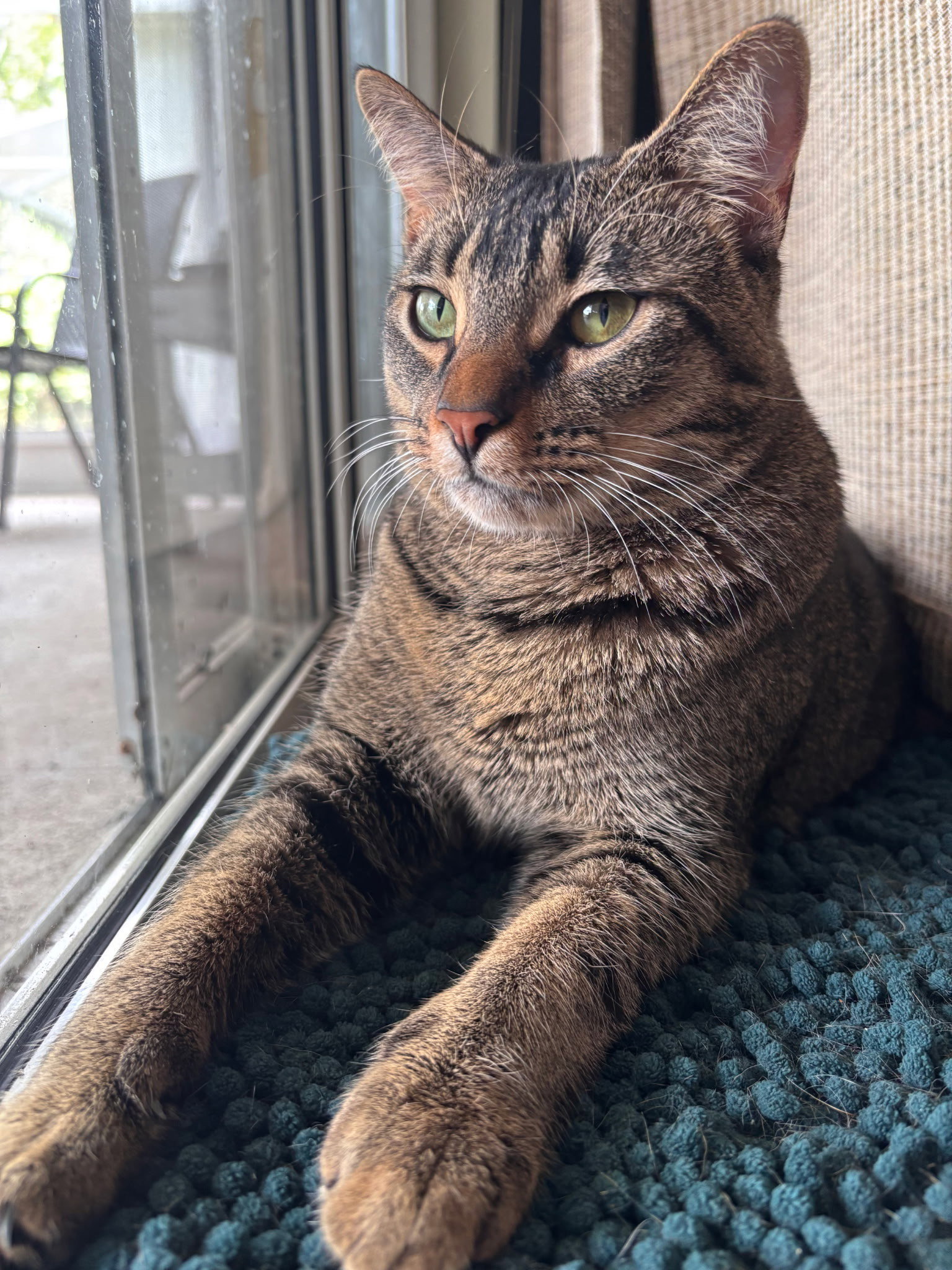 Ollie Image