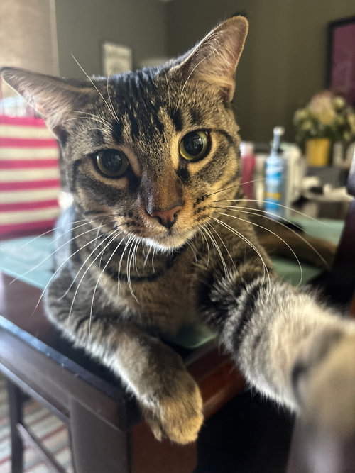 OLLIE - Domestic Short Hair available for adoption