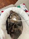 Ollie - Photo 3