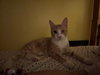 Tigger - Photo 1