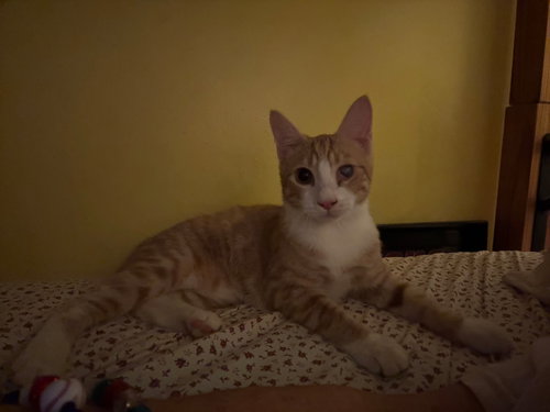 TIGGER - Domestic Short Hair available for adoption