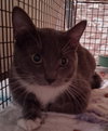 Simba - Photo 2