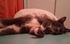 Simba - Photo 3