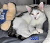 Louie - Photo 1