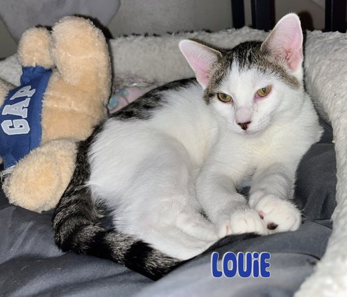 LOUIE - Domestic Short Hair available for adoption