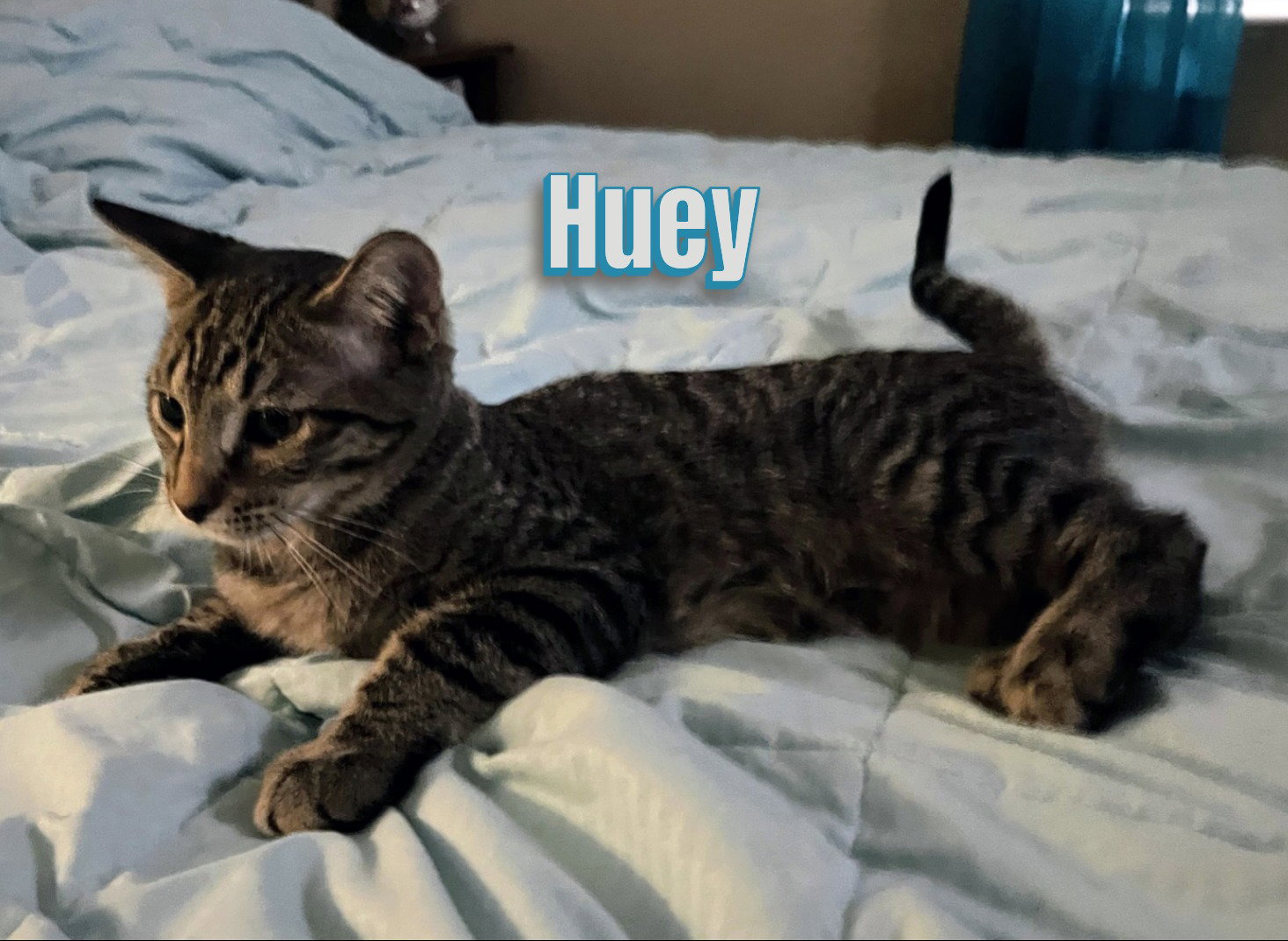 Duey and Huey Image