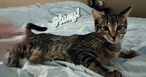 DUEY AND HUEY - Domestic Short Hair available for adoption