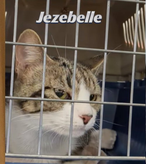 JEZEBEL - Domestic Short Hair available for adoption