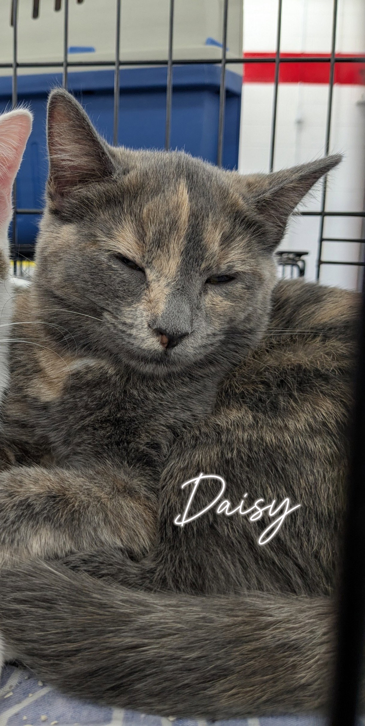 Daisy Image