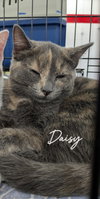 Daisy - Photo 1