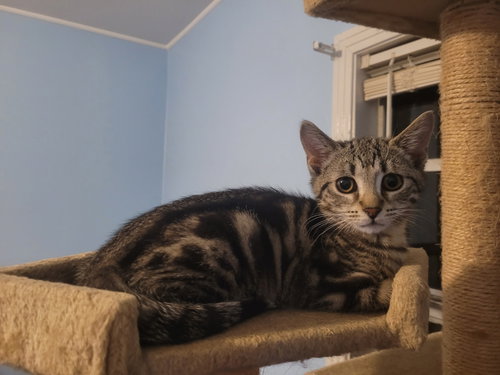 GALAXY - Domestic Short Hair available for adoption