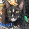 adoptable Cat in land o lakes, FL named Biscuit