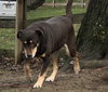 Pippin - Photo 1