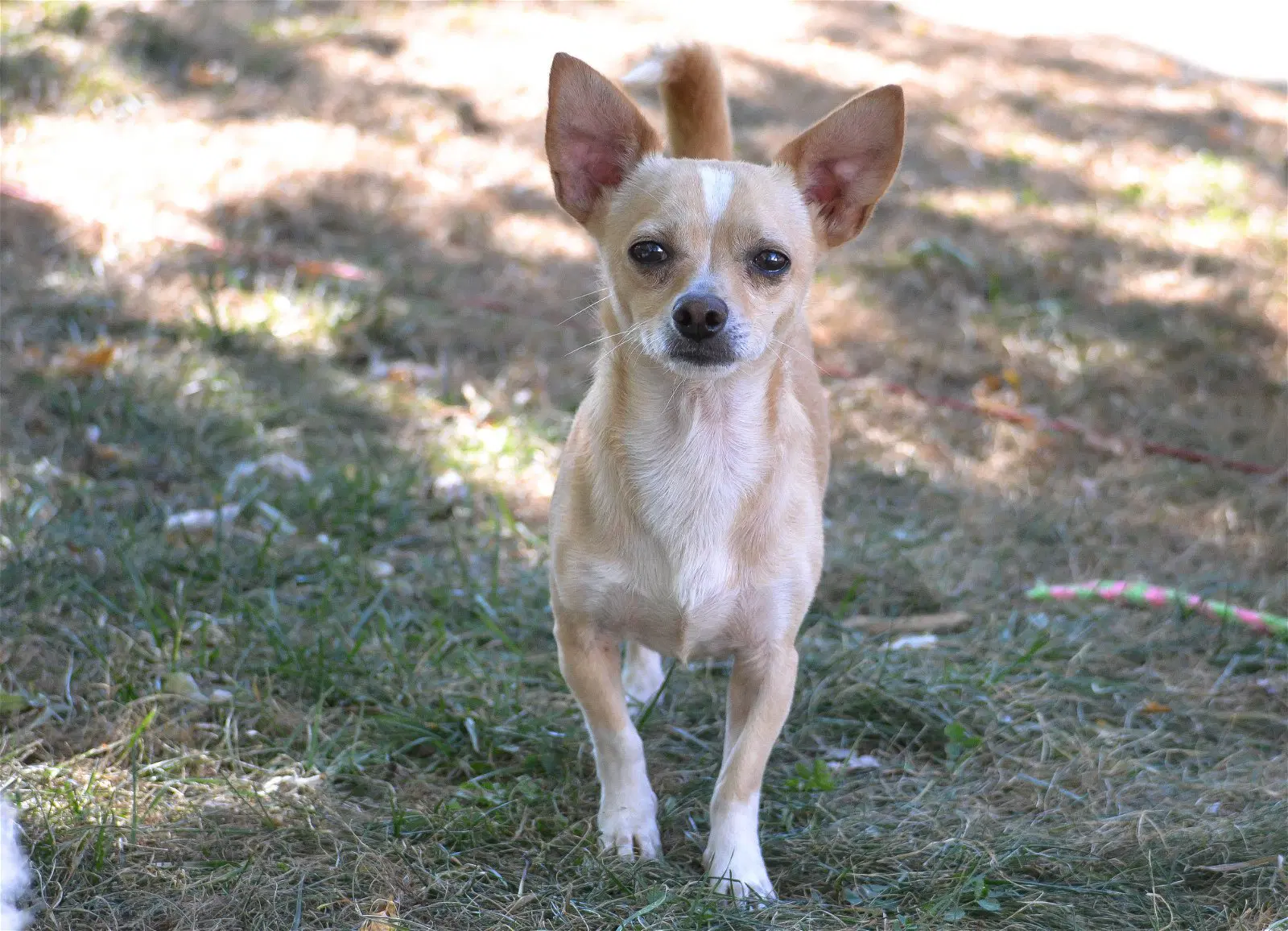 Paco - Chihuahua