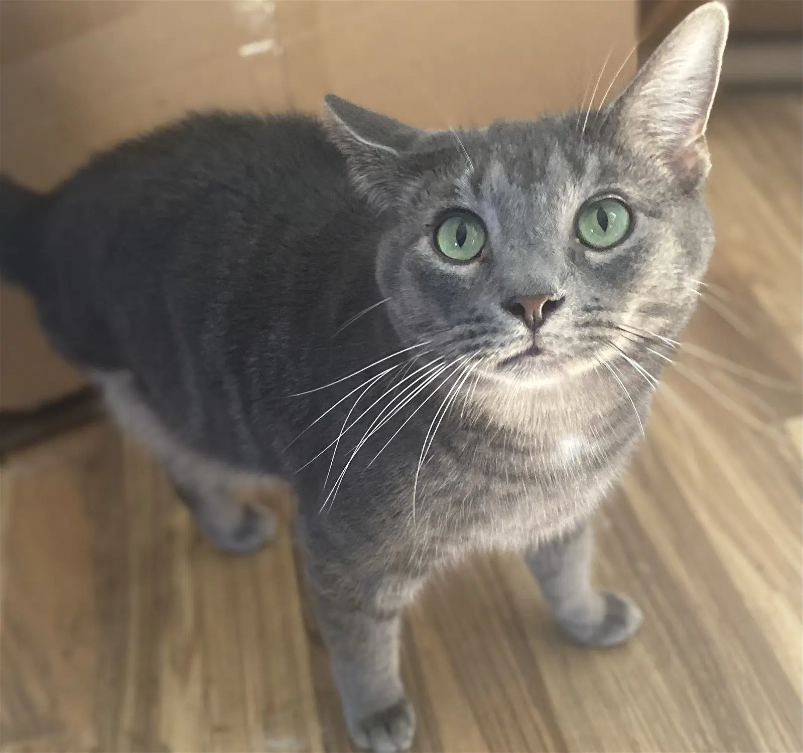 Taylor - Tabby