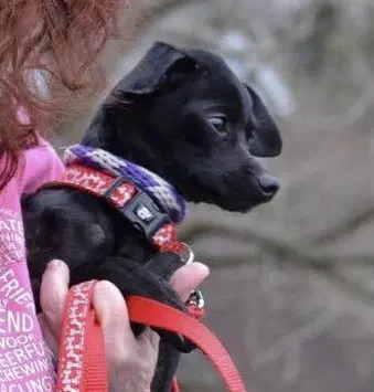 Bamm-Bamm - Chihuahua